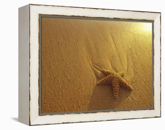 Starfish and Sand at Sunset, Maui, Hawaii, USA-Darrell Gulin-Framed Premier Image Canvas