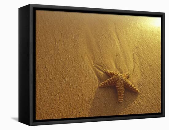 Starfish and Sand at Sunset, Maui, Hawaii, USA-Darrell Gulin-Framed Premier Image Canvas