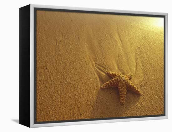 Starfish and Sand at Sunset, Maui, Hawaii, USA-Darrell Gulin-Framed Premier Image Canvas