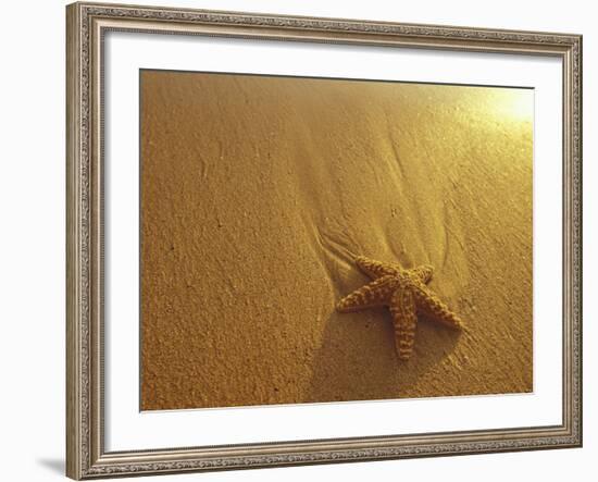 Starfish and Sand at Sunset, Maui, Hawaii, USA-Darrell Gulin-Framed Photographic Print