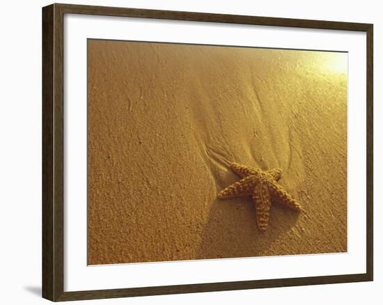 Starfish and Sand at Sunset, Maui, Hawaii, USA-Darrell Gulin-Framed Photographic Print