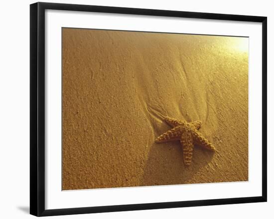 Starfish and Sand at Sunset, Maui, Hawaii, USA-Darrell Gulin-Framed Photographic Print