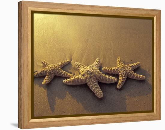 Starfish and Sand at Sunset, Maui, Hawaii, USA-Darrell Gulin-Framed Premier Image Canvas