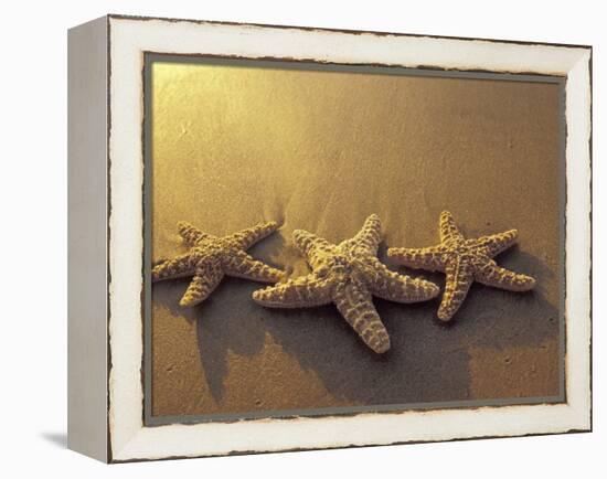 Starfish and Sand at Sunset, Maui, Hawaii, USA-Darrell Gulin-Framed Premier Image Canvas