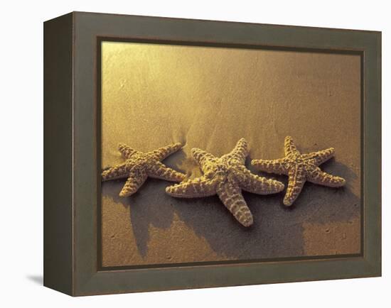 Starfish and Sand at Sunset, Maui, Hawaii, USA-Darrell Gulin-Framed Premier Image Canvas