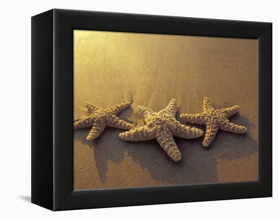 Starfish and Sand at Sunset, Maui, Hawaii, USA-Darrell Gulin-Framed Premier Image Canvas