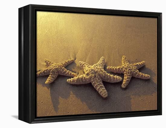 Starfish and Sand at Sunset, Maui, Hawaii, USA-Darrell Gulin-Framed Premier Image Canvas