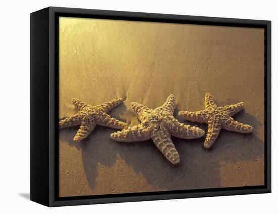 Starfish and Sand at Sunset, Maui, Hawaii, USA-Darrell Gulin-Framed Premier Image Canvas