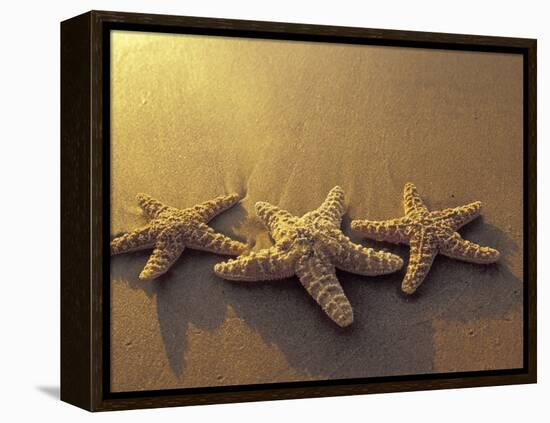 Starfish and Sand at Sunset, Maui, Hawaii, USA-Darrell Gulin-Framed Premier Image Canvas