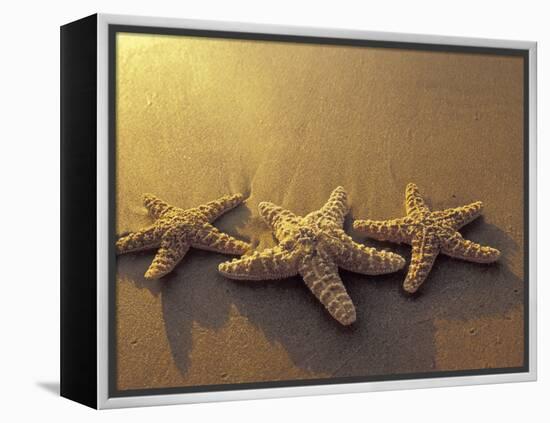 Starfish and Sand at Sunset, Maui, Hawaii, USA-Darrell Gulin-Framed Premier Image Canvas