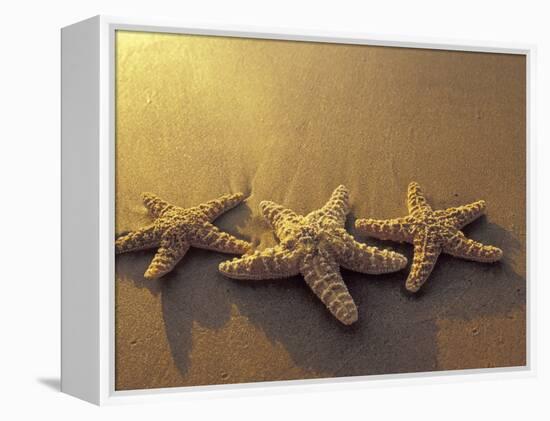 Starfish and Sand at Sunset, Maui, Hawaii, USA-Darrell Gulin-Framed Premier Image Canvas