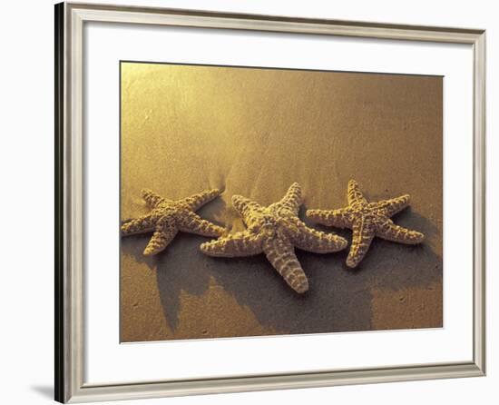 Starfish and Sand at Sunset, Maui, Hawaii, USA-Darrell Gulin-Framed Photographic Print