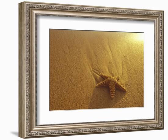 Starfish and Sand at Sunset, Maui, Hawaii, USA-Darrell Gulin-Framed Photographic Print