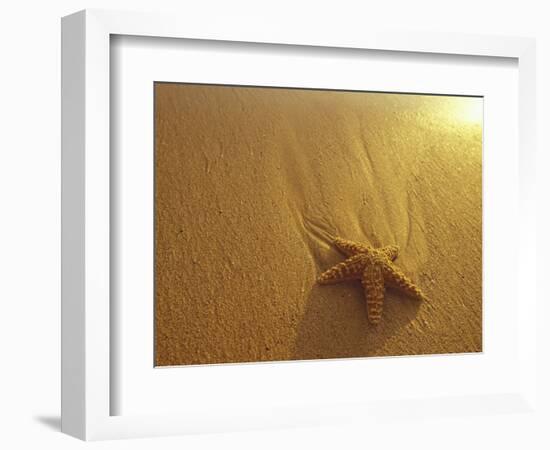 Starfish and Sand at Sunset, Maui, Hawaii, USA-Darrell Gulin-Framed Photographic Print