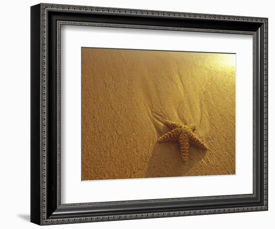 Starfish and Sand at Sunset, Maui, Hawaii, USA-Darrell Gulin-Framed Photographic Print