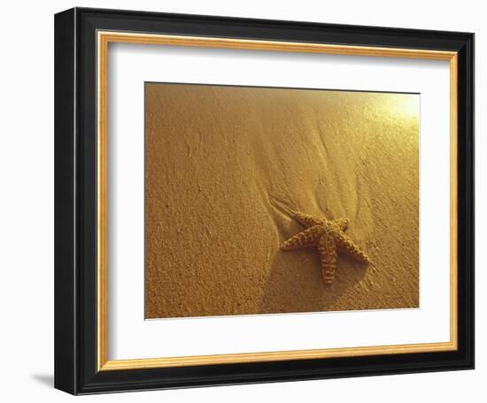 Starfish and Sand at Sunset, Maui, Hawaii, USA-Darrell Gulin-Framed Photographic Print