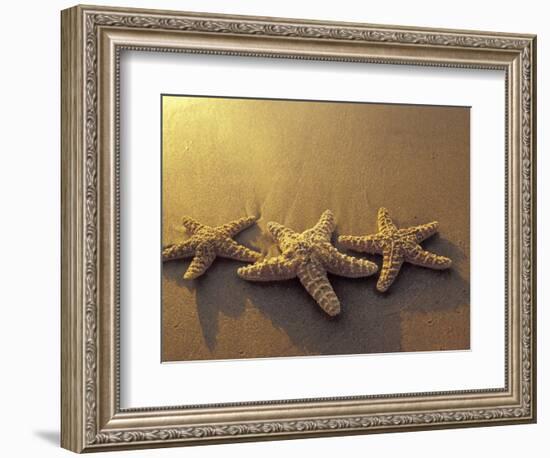 Starfish and Sand at Sunset, Maui, Hawaii, USA-Darrell Gulin-Framed Photographic Print