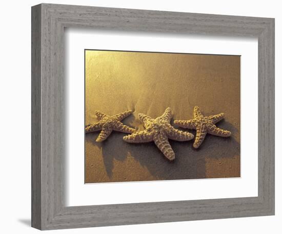 Starfish and Sand at Sunset, Maui, Hawaii, USA-Darrell Gulin-Framed Photographic Print