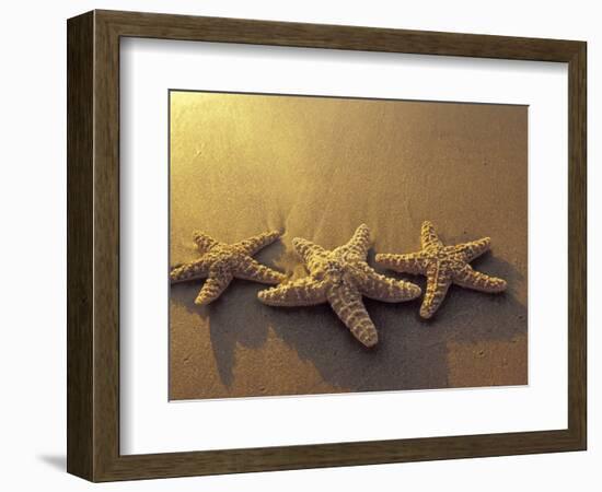 Starfish and Sand at Sunset, Maui, Hawaii, USA-Darrell Gulin-Framed Photographic Print