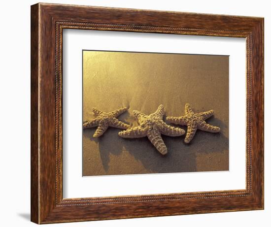 Starfish and Sand at Sunset, Maui, Hawaii, USA-Darrell Gulin-Framed Photographic Print