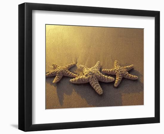 Starfish and Sand at Sunset, Maui, Hawaii, USA-Darrell Gulin-Framed Photographic Print