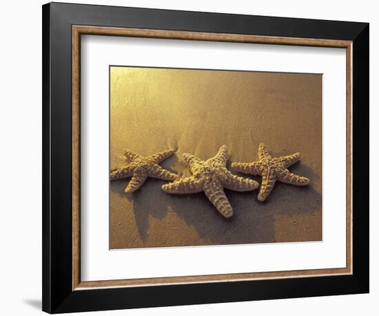 Starfish and Sand at Sunset, Maui, Hawaii, USA-Darrell Gulin-Framed Photographic Print