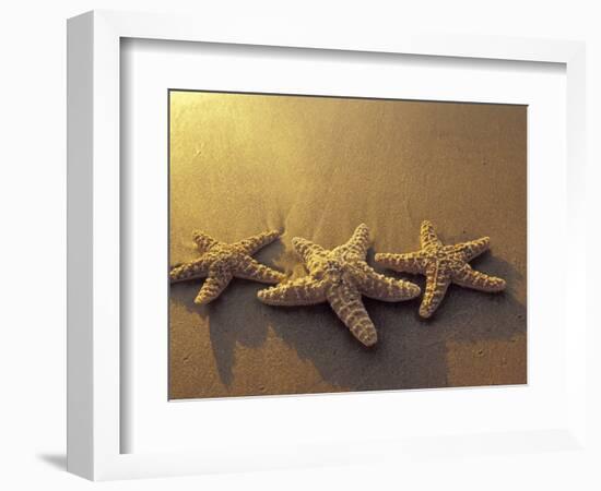 Starfish and Sand at Sunset, Maui, Hawaii, USA-Darrell Gulin-Framed Photographic Print