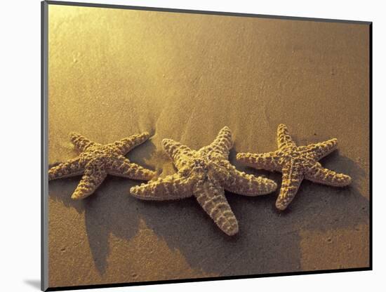 Starfish and Sand at Sunset, Maui, Hawaii, USA-Darrell Gulin-Mounted Photographic Print