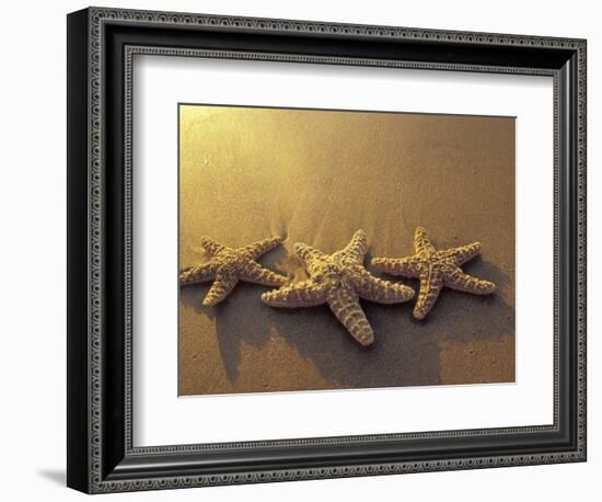 Starfish and Sand at Sunset, Maui, Hawaii, USA-Darrell Gulin-Framed Photographic Print