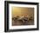 Starfish and Sand at Sunset, Maui, Hawaii, USA-Darrell Gulin-Framed Photographic Print