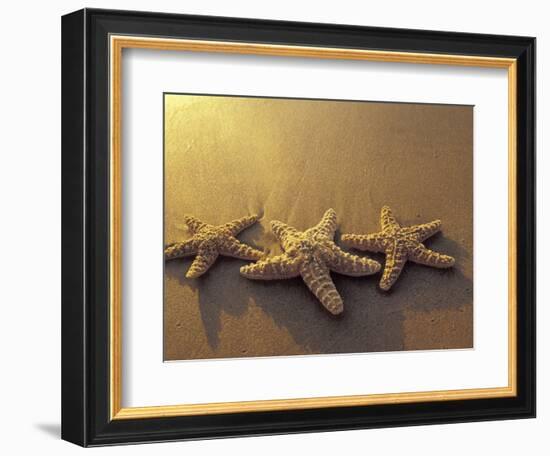 Starfish and Sand at Sunset, Maui, Hawaii, USA-Darrell Gulin-Framed Photographic Print