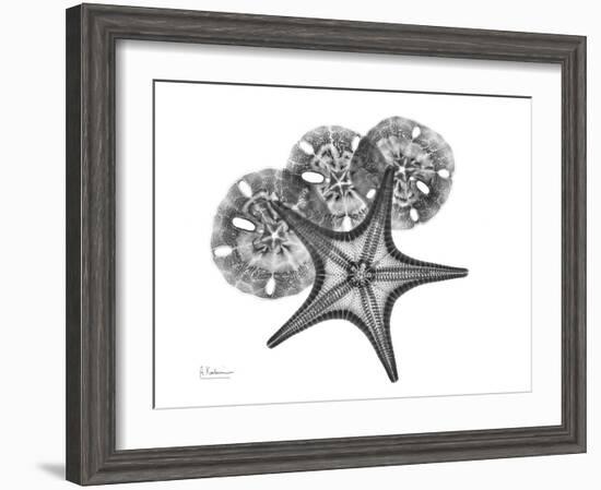 Starfish and Sand Dollar-Albert Koetsier-Framed Premium Giclee Print