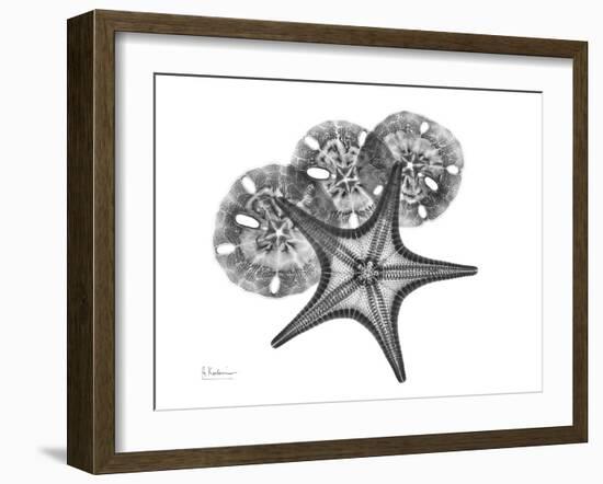 Starfish and Sand Dollar-Albert Koetsier-Framed Premium Giclee Print