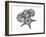 Starfish and Sand Dollar-Albert Koetsier-Framed Premium Giclee Print