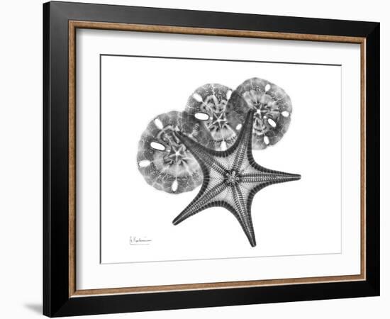 Starfish and Sand Dollar-Albert Koetsier-Framed Premium Giclee Print