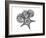 Starfish and Sand Dollar-Albert Koetsier-Framed Premium Giclee Print