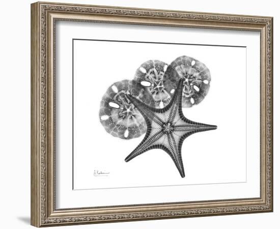 Starfish and Sand Dollar-Albert Koetsier-Framed Art Print