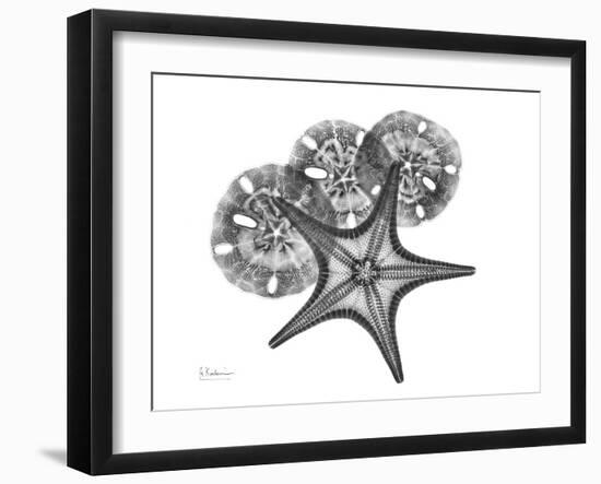 Starfish and Sand Dollar-Albert Koetsier-Framed Art Print