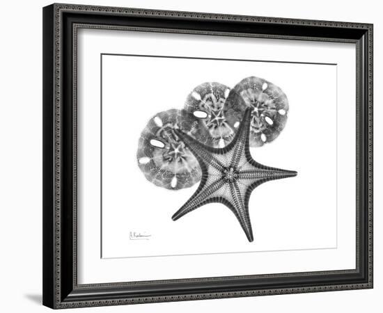 Starfish and Sand Dollar-Albert Koetsier-Framed Art Print