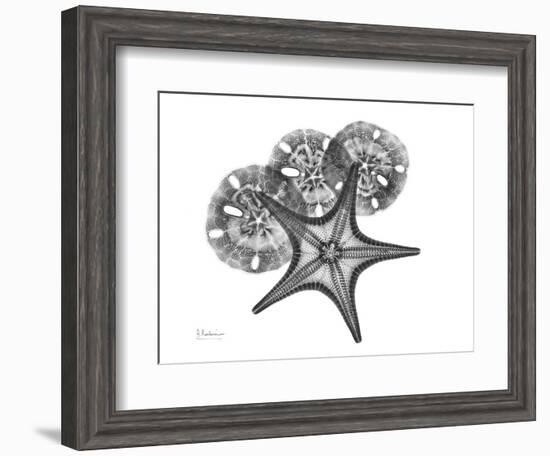 Starfish and Sand Dollar-Albert Koetsier-Framed Art Print