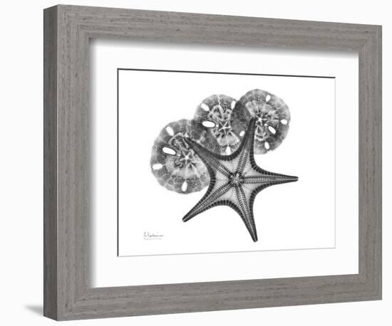 Starfish and Sand Dollar-Albert Koetsier-Framed Art Print