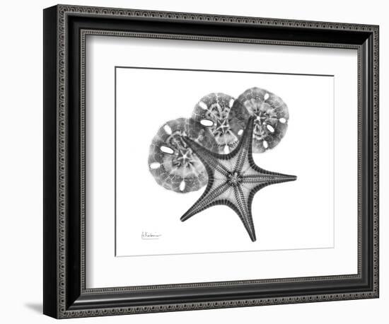 Starfish and Sand Dollar-Albert Koetsier-Framed Art Print