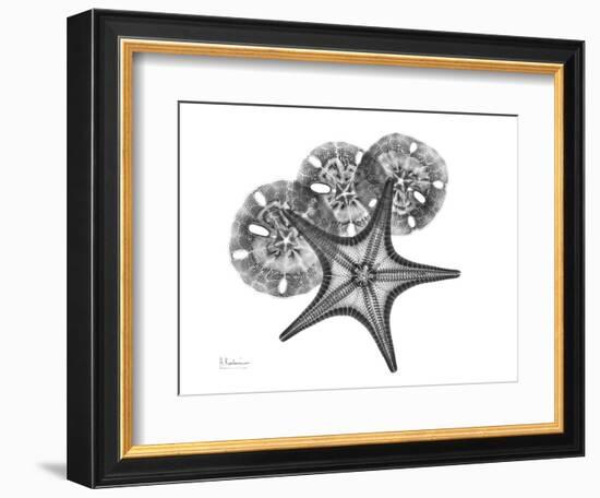 Starfish and Sand Dollar-Albert Koetsier-Framed Art Print