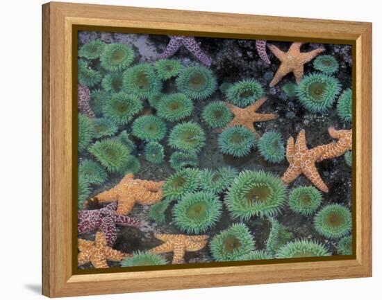 Starfish and Sea Anemones in Tidepool, Olympic National Park, Washington, USA-Darrell Gulin-Framed Premier Image Canvas