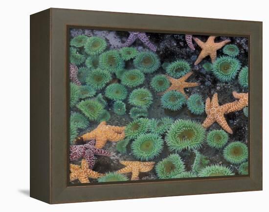 Starfish and Sea Anemones in Tidepool, Olympic National Park, Washington, USA-Darrell Gulin-Framed Premier Image Canvas