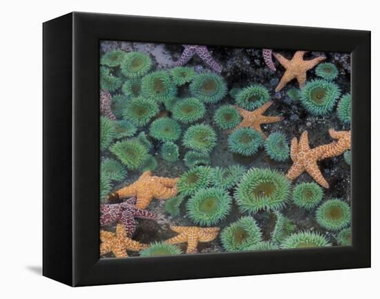 Starfish and Sea Anemones in Tidepool, Olympic National Park, Washington, USA-Darrell Gulin-Framed Premier Image Canvas