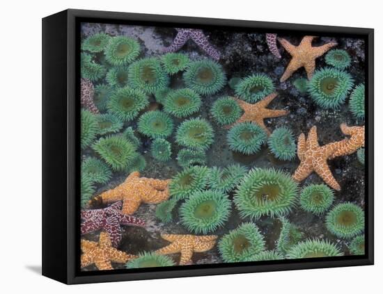 Starfish and Sea Anemones in Tidepool, Olympic National Park, Washington, USA-Darrell Gulin-Framed Premier Image Canvas