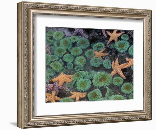 Starfish and Sea Anemones in Tidepool, Olympic National Park, Washington, USA-Darrell Gulin-Framed Photographic Print