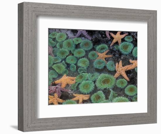 Starfish and Sea Anemones in Tidepool, Olympic National Park, Washington, USA-Darrell Gulin-Framed Photographic Print