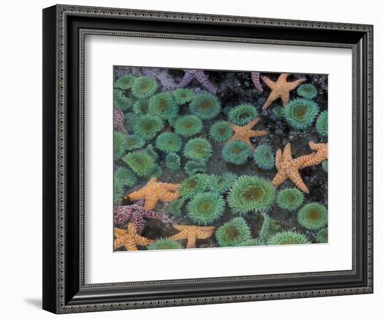 Starfish and Sea Anemones in Tidepool, Olympic National Park, Washington, USA-Darrell Gulin-Framed Photographic Print